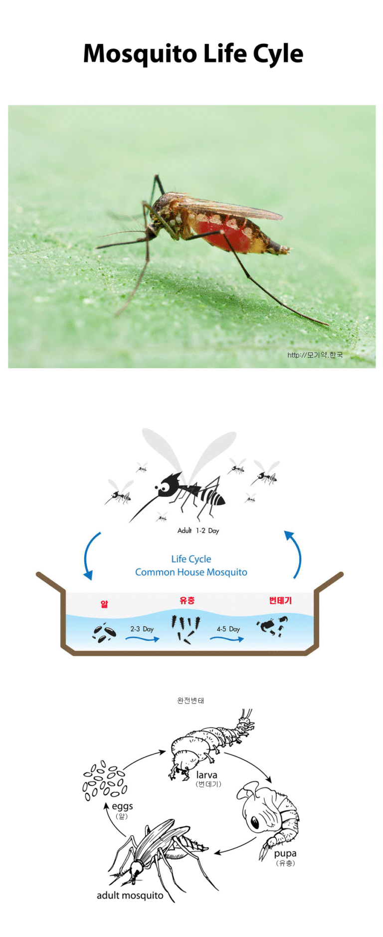 모기 life cycle